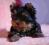 YORK, YORKI, YORKSHIRE TERRIER - rodowodowe FCI