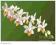 Storczyk botaniczny Phalaenopsis 'Mini Mark' -nr6!