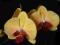 Storczyk Phalaenopsis 'Yellow Beauty' - NOWOŚĆ!