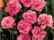 Różowy ,pełny GOŹDZIK HELEN -pięknie pachnie