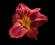 HEMEROCALLIS liliowiec RED ROGUE