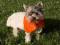 ubranie ubranko dla psa psów SHIH TZU 38-39cm