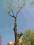 WYCINKA PIELĘGNACJA DRZEW cięcie drzewa warszawa
