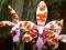 Storczyk, Phalaenopsis mariae