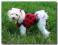 BLUZA dla psa  * DogsZone*LADY BUG  L AUKCJA