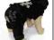 DRES  LITTLE SNOWFLAKE BLACK Sklep DogsZone Rozm.S