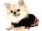DRES  * RED RUNNER *Sklep DogsZone Rozm.S