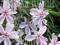 FLOKS SZYDLASTY 'CANDY STRIPES' PHLOX SUBULATA.