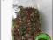 {A} Herbata polecana przy ALERGII 50 g EKO