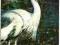 nr 1047 - Ptaki egzotyczne - Żuraw