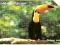 nr 1041 - Ptaki egzotyczne - Tukan