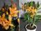 DENDROBIUM FIRE BIRD