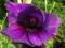 MIECZYK WIELKOKWIATOWY PURPLE FLORA 5 SZT #TANIO #