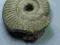Naturalny Surowy Amonit    2612a