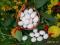 Jajka jaja lęgowe zielononóżki kuropatwianej 10szt