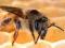 Mleczko pszczele liofilizowane 100g - cud natury!