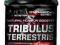 TRIBULUS TERRESTRIS 60 KAPS HI TEC