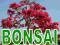 BONSAI __ MEGA ZESTAW _ 600 NASION _ NAJLEPSZE GAT