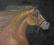 Obraz olejny, Koń  65x54 okazja BCM!!!