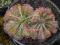 owadożerna rosiczka DIELSIANA swieże 50 nasion