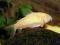 Kirysek złoty Corydoras aeneus DOSTAWA
