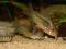 Kirysek spiżowy Corydoras aeneus DOSTAWA