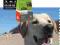 ACANA SENIOR DOG 13,5KG +2,5KG + GRATISY!!!!!