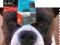 ACANA PACYFICA DOG 13,5KG +2,5KG + GRATISY!!!!!
