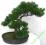 drzewko BONSAI Pinia 45/40 cm sztuczne NA PREZENT