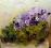 Obraz olejny----FIOŁKI--20/20