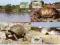 WWF 1985 SESZELE 4x KM fauna zwierzęta żółwie