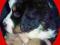Berneński Pies Pasterski rodowodowe piękne maluchy