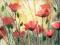 Obraz kwiaty maki łąka akwarela oryginał tanio