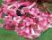 KALINA KWITNĄCA ZIMĄ -zwiastun wiosny Różowa 40cm