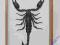 Skorpion Heterometrus laoticus w gablotce