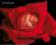 Anne Geddes - red rose - plakat 40x50 cm