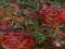 50,5x24,2  _____Krzak czerwonej róży _____________
