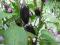 20 x Nasiona Chili papryka Jalapeno Purple Fatali