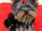 yorkshire terrier york terier rodowód FCI /Olsztyn