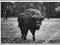BIAŁOWIEŻA 1971 żubr