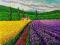 PROVANCJA_LAWENDOWE POLE__GRUBA FARBA__ RAMONSART