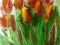 Obraz olejny----  Tulipany--18/24