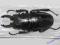 Chrząszcz jelonek Odontolabis bellicosa - 7 cm