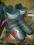Buty narciarskie firmy Salomon