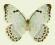 Motyl w gablotce Morpho epistrophus catenaria