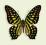 Motyl w gablotce Graphium agamamnon