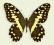 Motyl w gablotce Papilio demodocus
