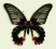 Motyl w gablotce Papilio rumanzowia - samica