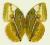 Motyl w gablotce Stihopthalma louisa