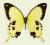 Motyl w gablotce Papilio dardanus dardanus